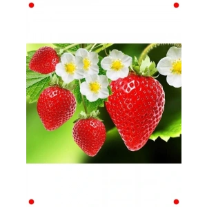 Çilek Tohumu (+100 Tohum)