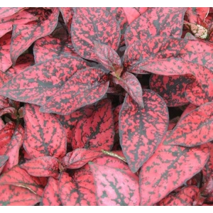 Çilli Geniş Yapraklı Kırmızı Hostes Çiçeği Tohumu - 5 Adet