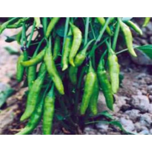 Cin Biber Tohumu - 10 Gr Sağlıklı Alternatif