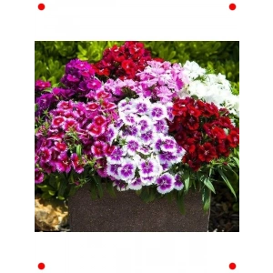 Çin Karanfili Karışık Renk Tohumları - 100 Adet