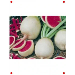 Çin Turpu Tohumu - Hızlı Büyüyen 10 gr