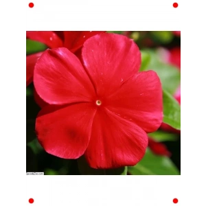 Çok Çiçekli Koyu Kırmızı Rozet Çiçeği Tohumu (15 Adet)