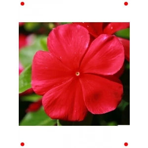 Çok Çiçekli Koyu Kırmızı Rozet Çiçeği Tohumu (15 Adet)