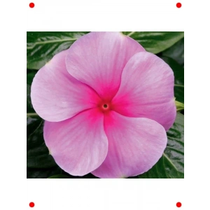 Çok Çiçekli Pembe Rozet Çiçeği Tohumu - 15 Adet