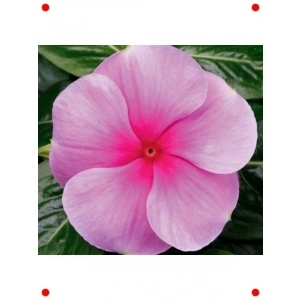 Çok Çiçekli Rozet Tohumu - Fuşya Renk (15 Adet)