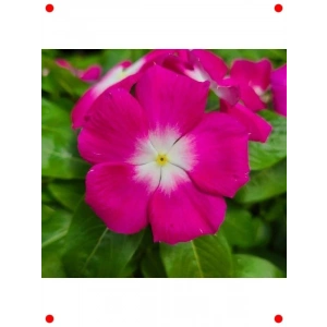 Çok Çiçekli Rozet Tohumu - Ma Beyaz Nokta