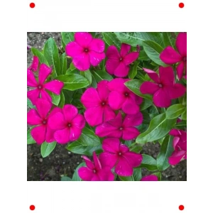 Çok Dallı Leylak Rozet Çiçeği Tohumu (15 Adet)