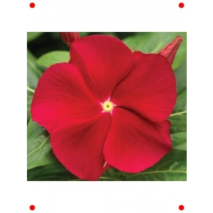 Çok Dallı Rozet Tohumu - Kırmızı Sarı Nokta