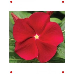 Çok Dallı Rozet Tohumu - Kırmızı Sarı Nokta