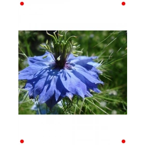 Çörek Otu Tohumu (150+ Adet)