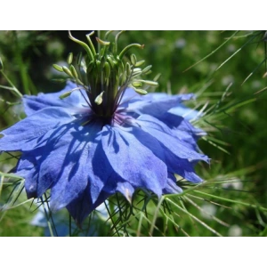 Çörek Otu Tohumu - 150 Adet, Doğal