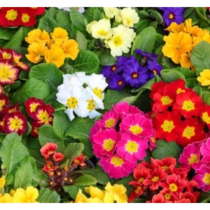 Çuha Çiçeği Tohumu - Renkli ve Göz Alıcı