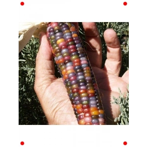 Dekoratif Renkli Mısır Tohumu - 10 gr