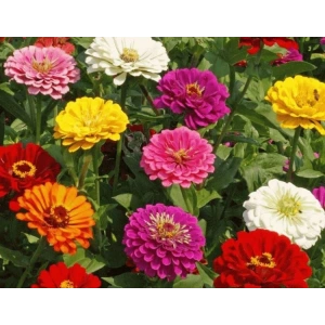 Dev çiçekli zinnia tohumu, 20 adet