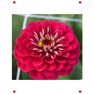 Dev Kırmızı Zinya Çiçeği Tohumu (Kirli Hanım) - 5 Adet