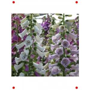 Digitalis Çiçeği Tohumu