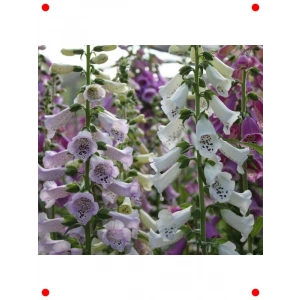 Digitalis Çiçeği Tohumu