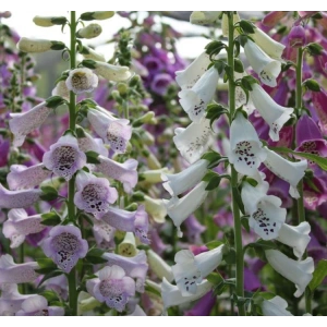 Digitalis Çiçeği Tohumu - Bahçe İçin Özel Seçenek