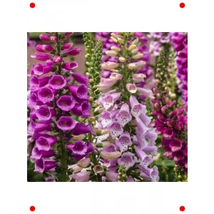 Digitalis Tohumu Karışık Renkler - 550 Adet