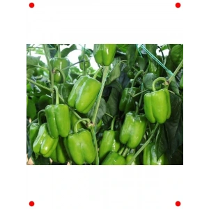 Dik Dolmalık Biber Tohumu (10 gr)