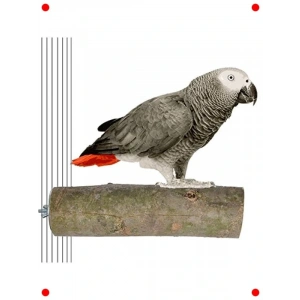 Doğal Ağaç Papağan Tüneği 17 cm