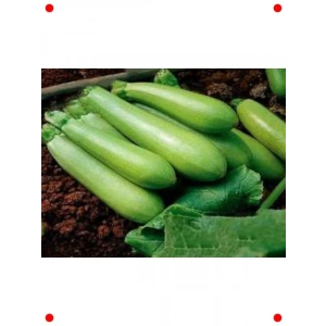 Doğal Beyaz Kabak Tohumu