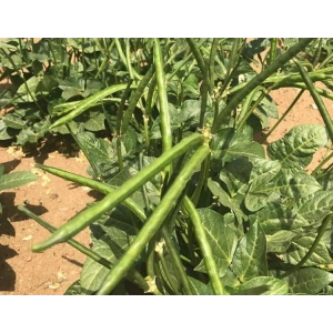 Doğal Börülce Tohumu - Verimli ve Lezzetli