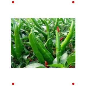 Doğal Cin Biberi Tohumu