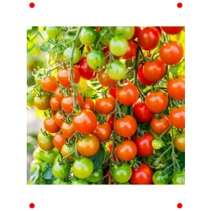 Doğal Kiraz Domates Tohumu