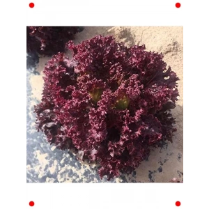 Doğal Kırmızı Kıvırcık Marul Tohumu