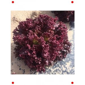 Doğal Kırmızı Kıvırcık Marul Tohumu