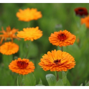 Doğal nergis çiçeği tohumu ile bahçenizde zarif bir görünüm elde edin