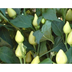 Doğal sket Biber Tohumu