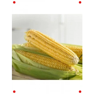 Doğal Tatlı Mısır Tohumu - Haşlamalık