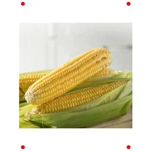 Doğal Tatlı Mısır Tohumu - Haşlamalık