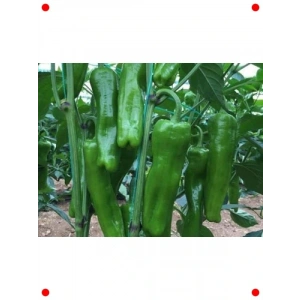 Doğal Üç Burun Biber Tohumu