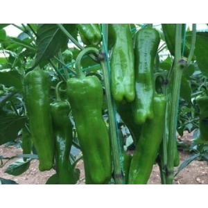 Doğal Üç Burun Biber Tohumu - Verimli Çeşit