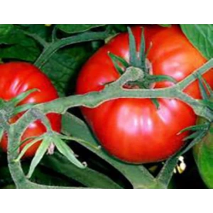 Domates Antep Tohumu - Aksel 100 adet