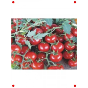 Domates Cherry Tohumu -  100 Adet