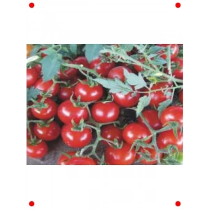 Domates Cherry Tohumu - Aksel 100 Adet