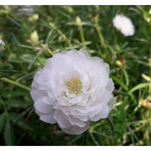 Duble Katlı İpek Çiçeği Tohumu, Beyaz Renkli, 25 Adet