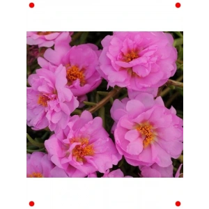 Duble Katlı Koyu Pembe İpek Çiçeği Tohumu (25 Adet)