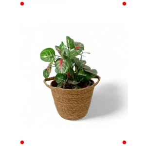 El Yapımı Çift Kulplu Hasır Saksılık (17cm)