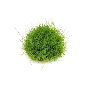 Eleocharis Parvulus In Vitro Canlı Bitki, 200cc Hacim