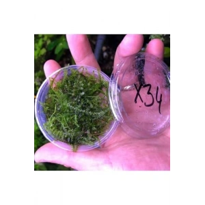 Erect Moss Kutu Canlı Bitki, Su Bitkileri İçin Dayanıklı Seçenek