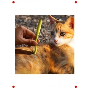 Evcil Hayvan Kene Çıkarıcı Kanca Seti (2 Adet)