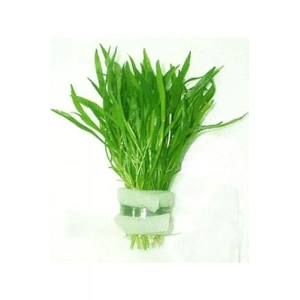 Ezelandiae Lilaeopsis Saksı Canlı Bitki, Su Bitkisi