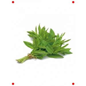 Ferahlatıcı Nane Tohumu (3 gr) - Mutfak ve Bahçe İçin