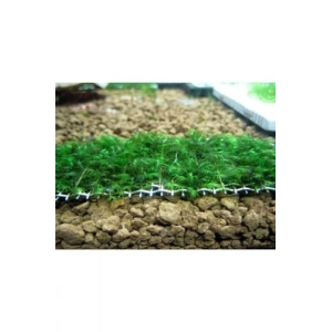 Fissidens Sp Fox Moss, Tele Sarılı 5x5 Canlı Bitki