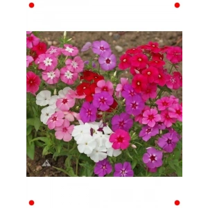 Floks Çiçeği Tohumu - Çok Çiçekli Karışık Renk (10 Adet)